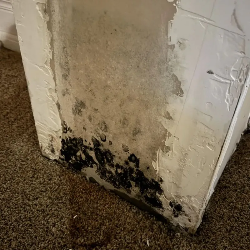 Professional Mold Removal in Beavercreek, OR